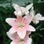 Lilium Chianti